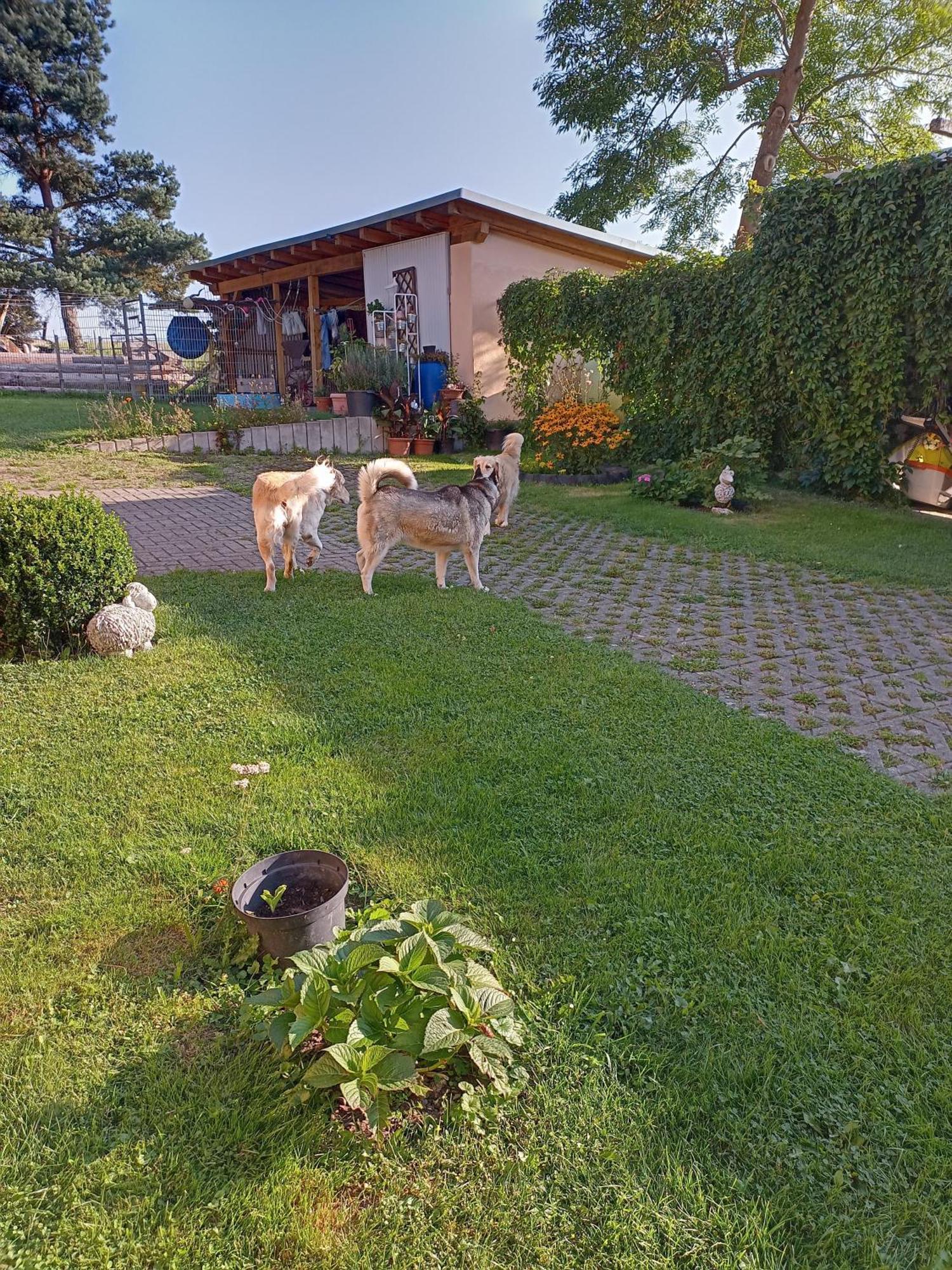 Ferienhof Im Gruenen Herzen Dittersdorf Экстерьер фото